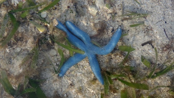 Union-beach-blue-starfish